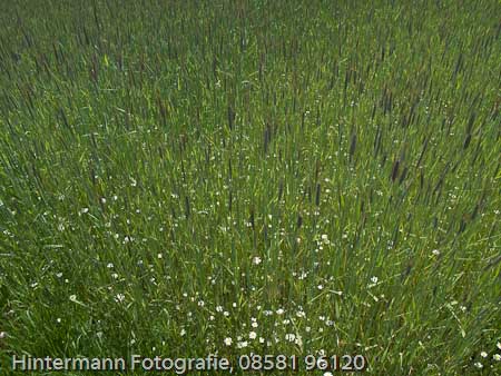 090521132608IMG_0019