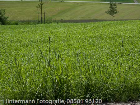 090521133125IMG_0026