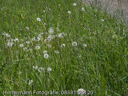 090521133155IMG_0030