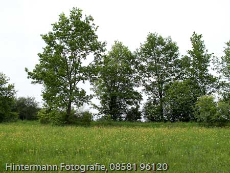 090521150550IMG_0052